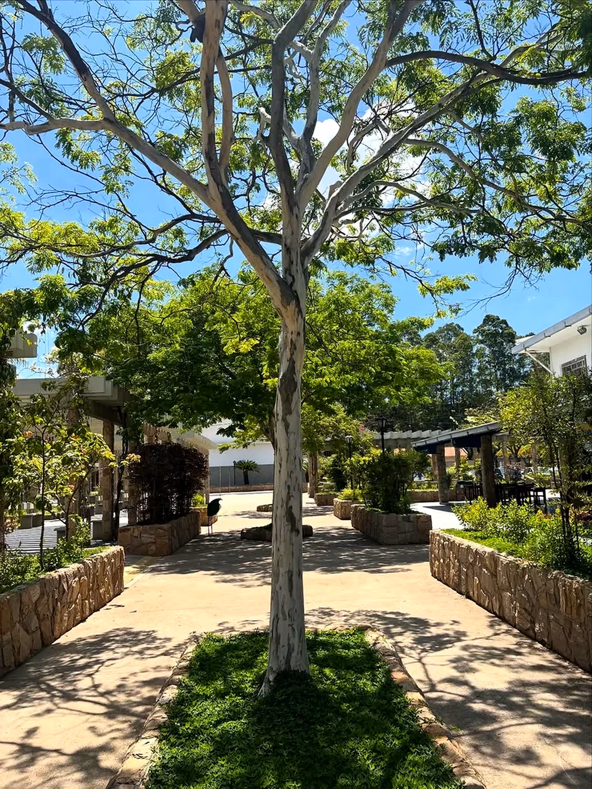 Área verde arborizada registrada pela Casa Green